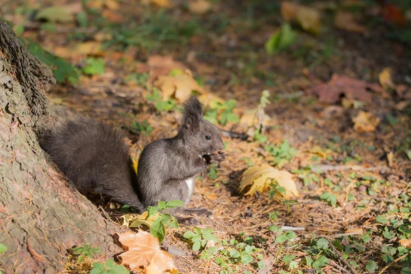 Eichhörnchen frisst eine Nuss — Stockfoto