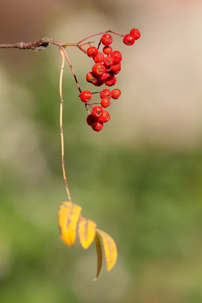 Autumn branch close up — Stock Photo, Image