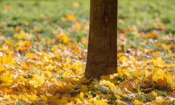 Gula höstlöv — Stockfoto