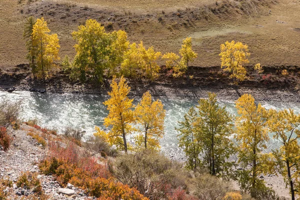 Mountain river and autumn trees — Stock Photo, Image