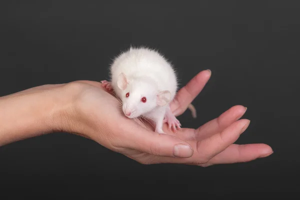 Weiße Babyratte — Stockfoto