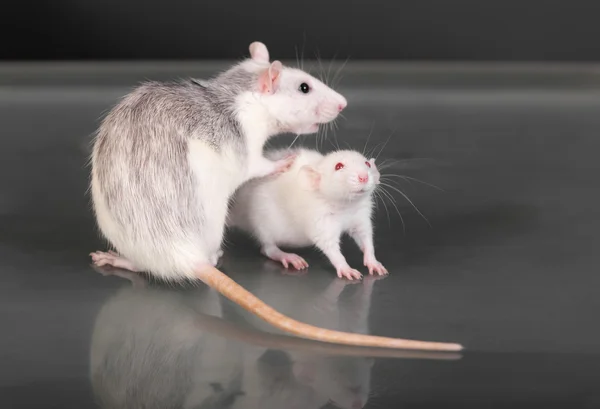 Erwachsene und junge Ratten — Stockfoto