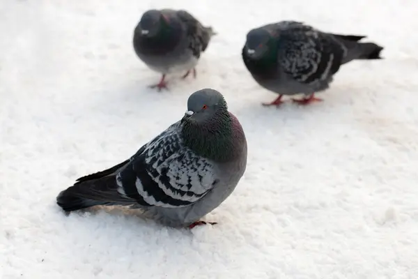 Pigeons sit on the snow — Stock Photo, Image