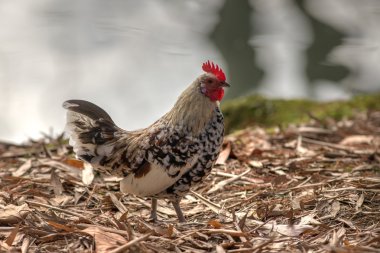tavuk üzerinde düşen sonbahar yaprakları