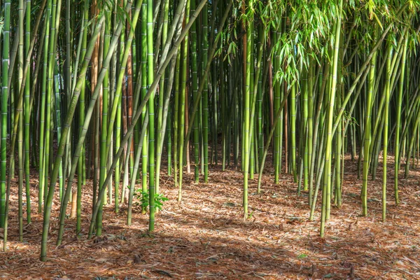 竹林を風景します。 — ストック写真