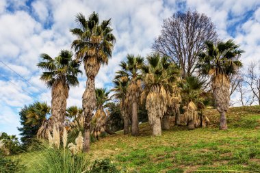 Parktaki palmiye ağaçları