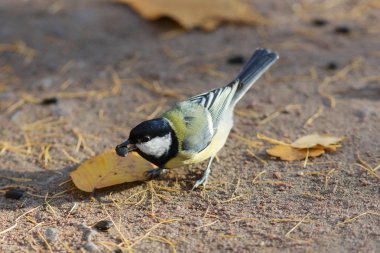 tohum ile baştankara