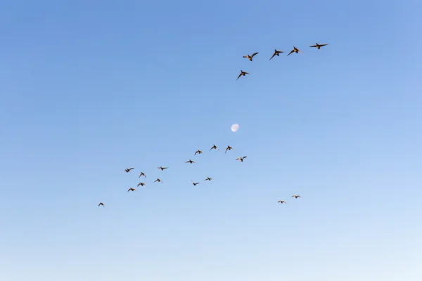 Bandada de patos en vuelo —  Fotos de Stock