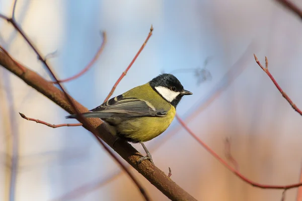 Tit on a branch closeup — Stock fotografie