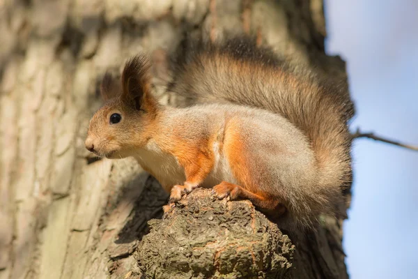Eichhörnchen auf einem Baum Nahaufnahme — Stockfoto