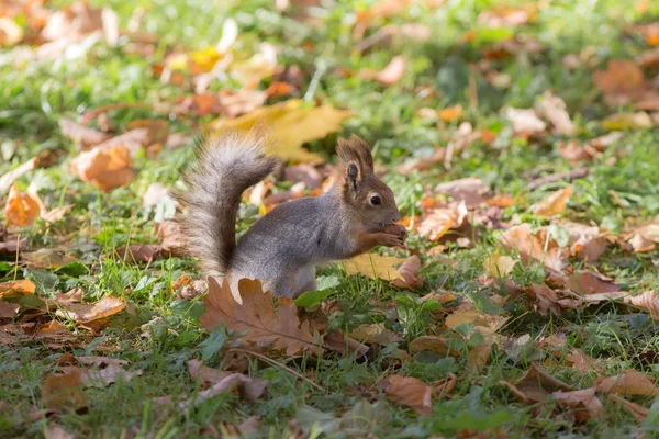 Eichhörnchen frisst eine Nuss — Stockfoto