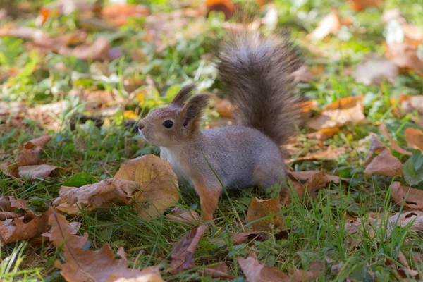 Squirrel in autumn closeup — Stock Photo, Image