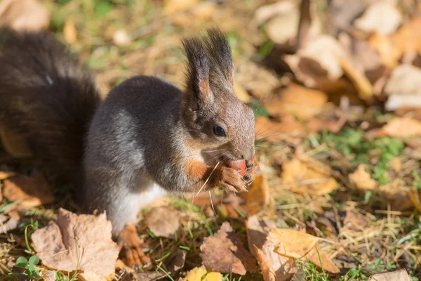 Esquilo comendo uma porca closeup — Fotografia de Stock