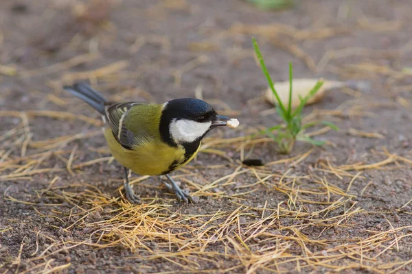 Meisenporträt — Stockfoto