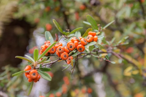 Pyracantha close-up — Stockfoto