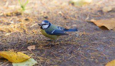 Bluetit tohumları ile