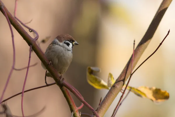 Sparrow on a branch — Stock Photo, Image