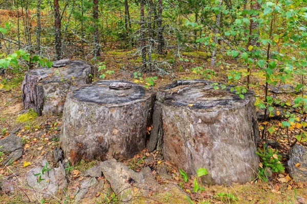 Stora gamla tallstubbar — Stockfoto