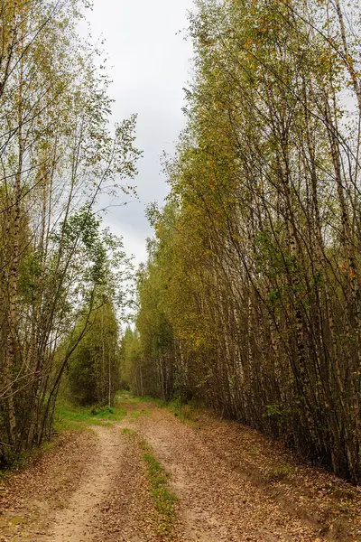 Брудна дорога в листяному лісі — стокове фото