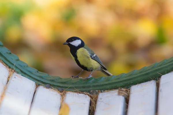 Meise im Herbst — Stockfoto