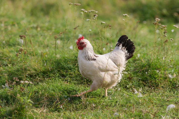 Weiße Hühner auf dem Gras — Stockfoto