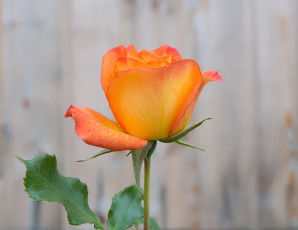 Rosa su fondo legno — Foto Stock