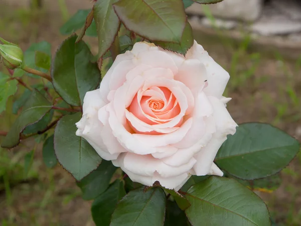 Blooming pink rose — Stock Photo, Image