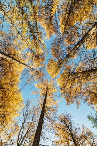 Zonnige dag in de herfst bos — Stockfoto