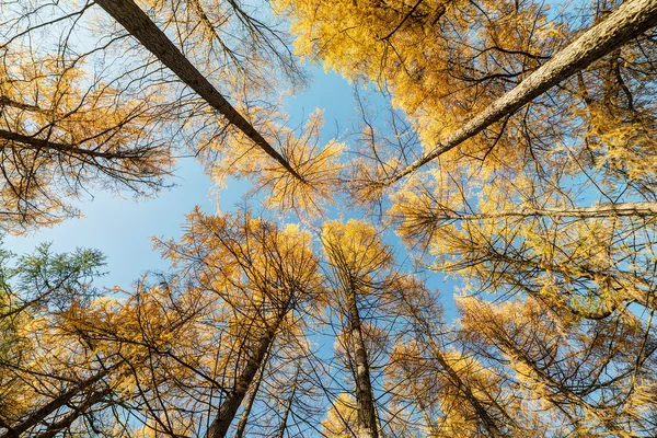 Naaldhout bos met Lariks — Stockfoto