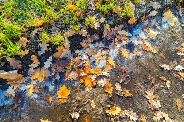 Herbstlaub und Eis — Stockfoto