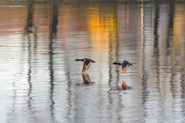 Ducks in flight — Stock Photo, Image