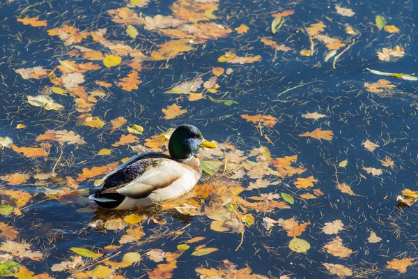 Duck in autumn day — Stockfoto