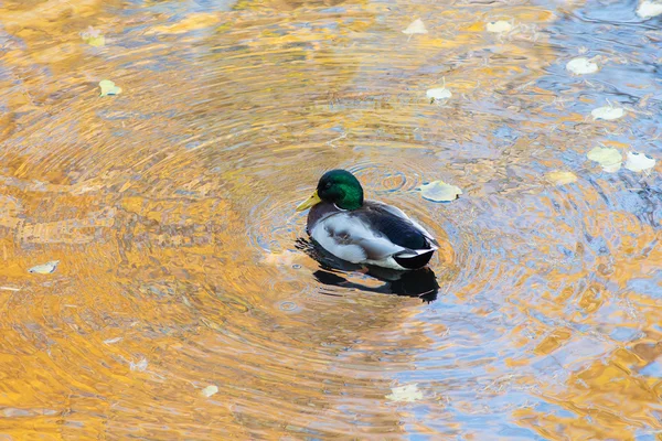 Retrato de um pato no outono — Fotografia de Stock