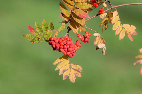 Branch with red berries — Stock Photo, Image