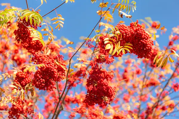 Ripe rowan berries — Stock Photo, Image