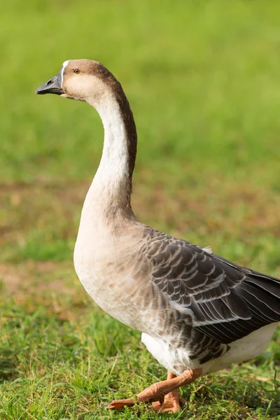 Porträt einer Gans — Stockfoto