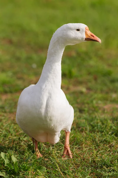 White goose close up — Stock Photo, Image