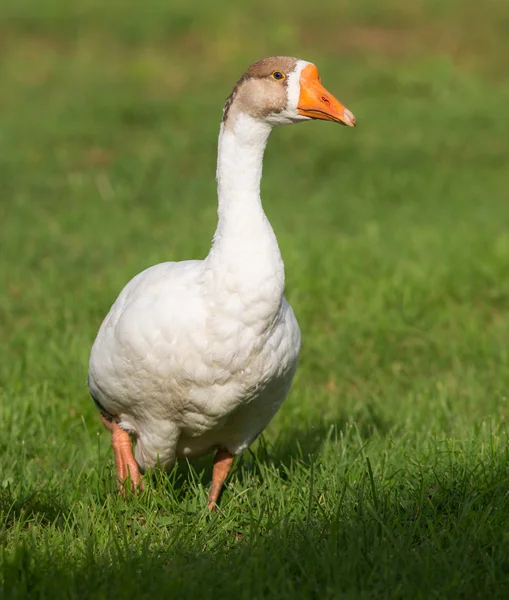 Vit gås på gräs — Stockfoto