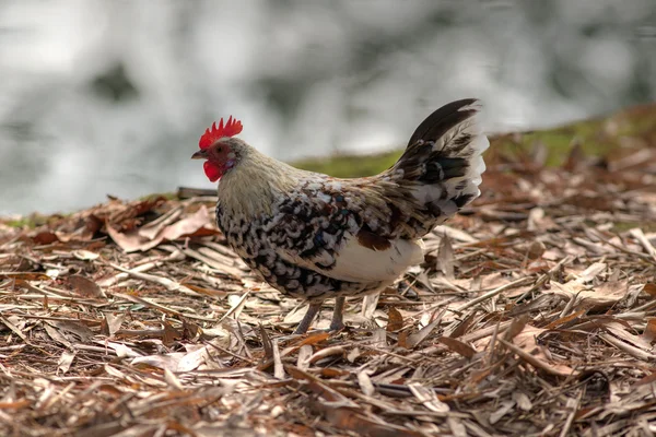 Portrait of a chicken in autumn — Φωτογραφία Αρχείου