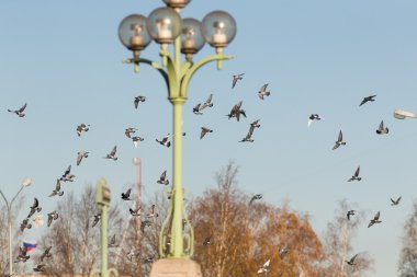 Güvercinler büyük sürüsü