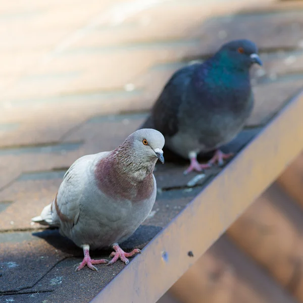 Dwa gołębie na dachu — Zdjęcie stockowe