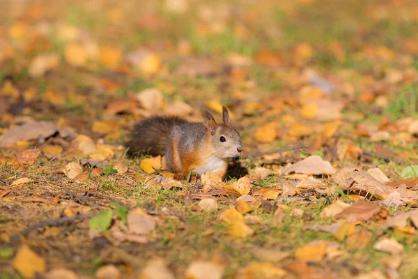 Eichhörnchen im Herbst — Stockfoto