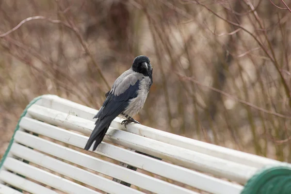 Crow sedí na lavičce — Stock fotografie