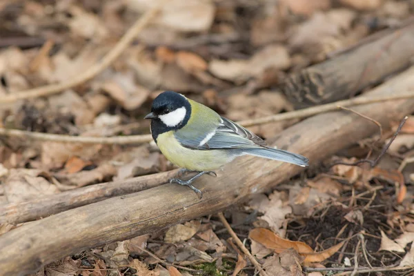 Retrato de tit — Fotografia de Stock