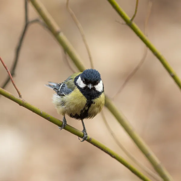 Tit on a green branch — Stock Photo, Image