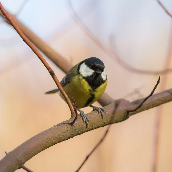 Portrait of tit — Stock Photo, Image