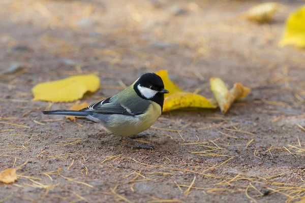 Tit no chão com folhas de outono — Fotografia de Stock