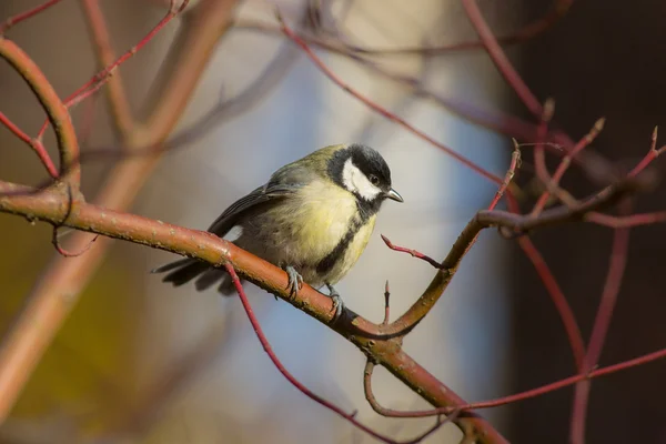Portrait of tit on a branch — Stock Photo, Image
