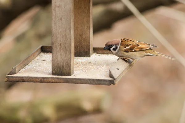 Portrait of a hungry sparrow — Stock Photo, Image