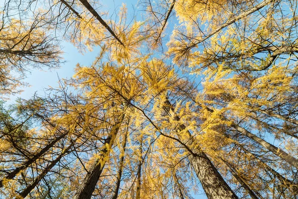 Žluté modříny na podzim — Stock fotografie
